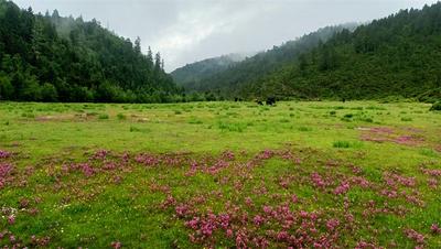 一起到“世界的香格里拉”探索一个微观的世界
