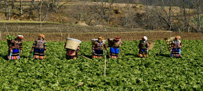 楚雄永仁县永兴傣族乡：党建引领产业振兴