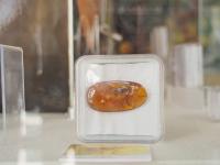 图集 | 龙隐虎魄虫珀科学博物馆