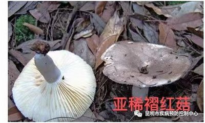 昆明市疾控中心温馨提醒：警惕野生菌中毒
