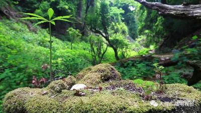 【有一种生活叫大理】闯入大理永平宝台山原始森林，触碰静谧光阴......