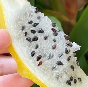 实现初秋“水果自由”！孟连水果“新宠”燕窝果喜迎丰收