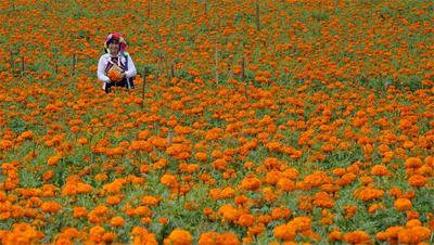 【处暑】红河上演丰收大片！