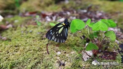 【有一种生活叫大理】闯入大理永平宝台山原始森林，触碰静谧光阴......