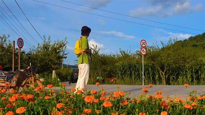 红河“橙色海洋”上线！秋天的第一张照片......