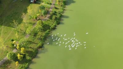 瞧，白鹭鸶来了！初秋的屏边竟如此诗情画意