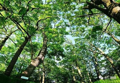 楚雄永仁方山：清幽秀丽的滇楸林