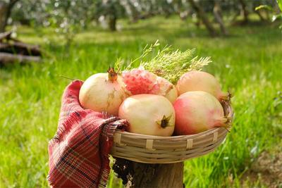 【处暑】红河上演丰收大片！