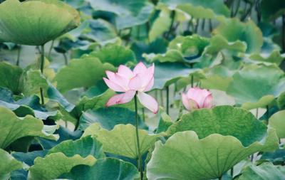 23°C的玉溪 | 抚仙湖：荷风疏影，夏日初长