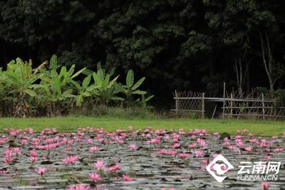 早安云南｜西双版纳勐景来：中缅边境第一寨，世外桃源今犹在