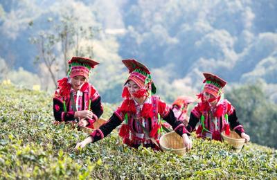 乐游玉溪 优惠不停丨宿在云茶山庄，品茶、听风、见自己......