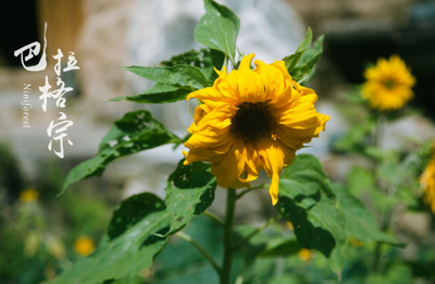 用一场旅行迎接八月的到来
