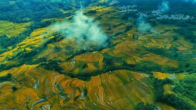 【处暑】红河上演丰收大片！