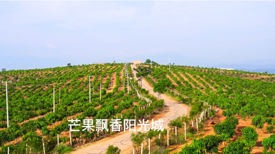 楚雄永仁：芒果飘香阳光城