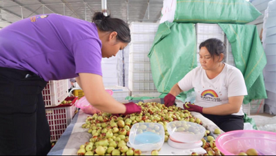 云南永仁：“枣”已成熟 甜蜜正当时