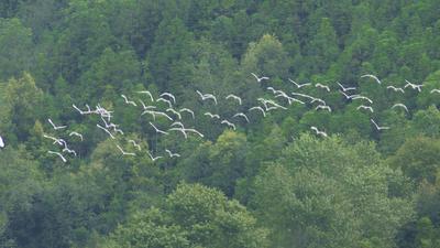 瞧，白鹭鸶来了！初秋的屏边竟如此诗情画意