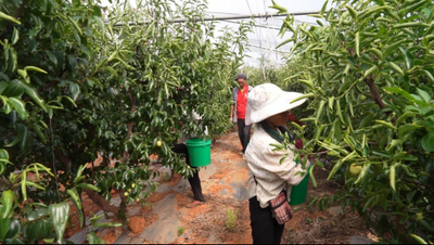 云南永仁：“枣”已成熟 甜蜜正当时