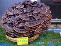 图集丨楚雄南华10大“菌王”出炉 快来围观