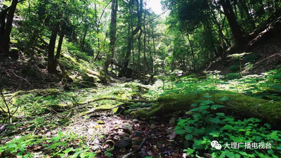 【有一种生活叫大理】闯入大理永平宝台山原始森林，触碰静谧光阴......
