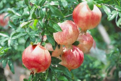 速来，这个初秋，你和石榴有个约会！