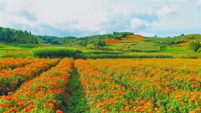 红河“橙色海洋”上线！秋天的第一张照片......