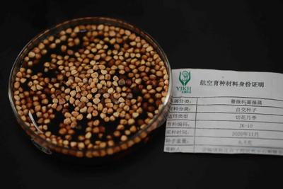 航天育种收益高 云南“太空鲜切花种子”落地昆明