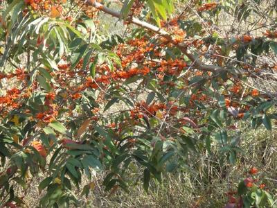 初秋八月，来玉溪元江看“萨王纳”美景！