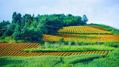 红河“橙色海洋”上线！秋天的第一张照片......