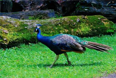 图集 | 勐巴娜西珍奇园：隐匿于芒市丛林深处的神奇世界