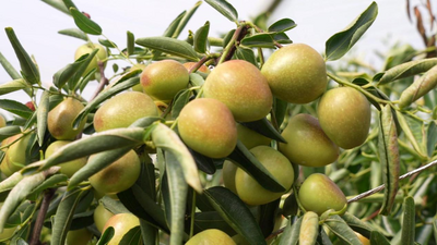 云南永仁：“枣”已成熟 甜蜜正当时