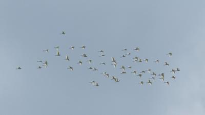 瞧，白鹭鸶来了！初秋的屏边竟如此诗情画意