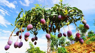 楚雄永兴傣族乡万亩芒果喜获丰收