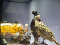 图集 | 我的野生动物朋友暨动物标本展