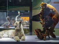 图集 | 我的野生动物朋友暨动物标本展