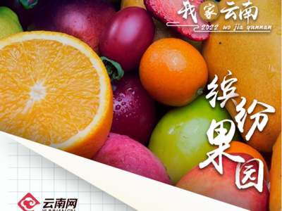 【我家云南】缤纷果园飘香千里迎来客