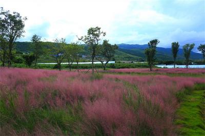 邂逅红河秋日限定粉色，就在……