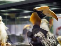 图集 | 我的野生动物朋友暨动物标本展