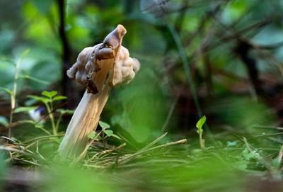 国庆就地游玉溪丨寻找易门秋林里的马鞍菌
