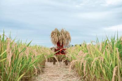 活动预告 | 抚仙湖晶喜四时农耕之稻田生活节
