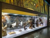 图集 | 我的野生动物朋友暨动物标本展