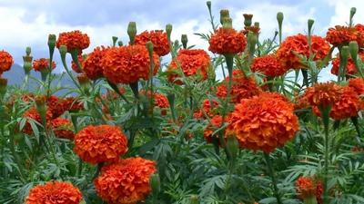 【中国最美乡愁带】秋分时节，幽幽菊香扑鼻来