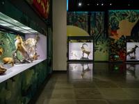 图集 | 我的野生动物朋友暨动物标本展