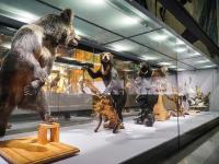 图集 | 我的野生动物朋友暨动物标本展