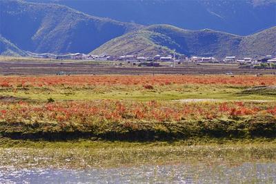 初秋游香格里拉丨美丽的草原 火红的狼毒花