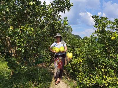 满园“柚”色关不住！孟连勐马“团圆柚”等你来采摘