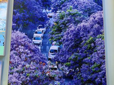 成就展·看云南⑧丨图片背后的故事：春城昆明的“花式浪漫”