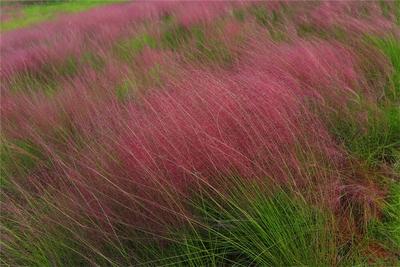 邂逅红河秋日限定粉色，就在……
