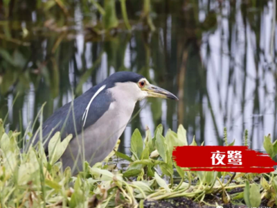 纳帕海迎来首批迁徙候鸟