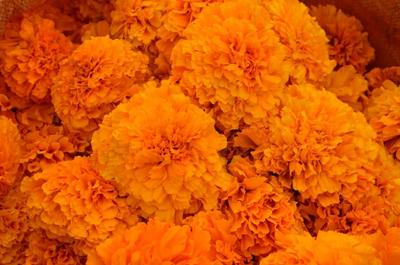 【中国最美乡愁带】秋分时节，幽幽菊香扑鼻来