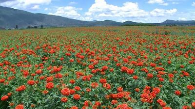 【中国最美乡愁带】秋分时节，幽幽菊香扑鼻来